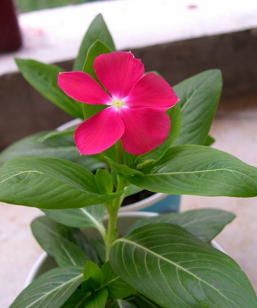 ����ɹ����