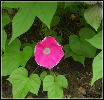 �Ҽҵ�¶̨��7.3���£�