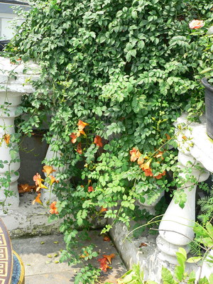 [ԭ��]�ҵĻ���