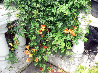 [ԭ��]�ҵĻ���