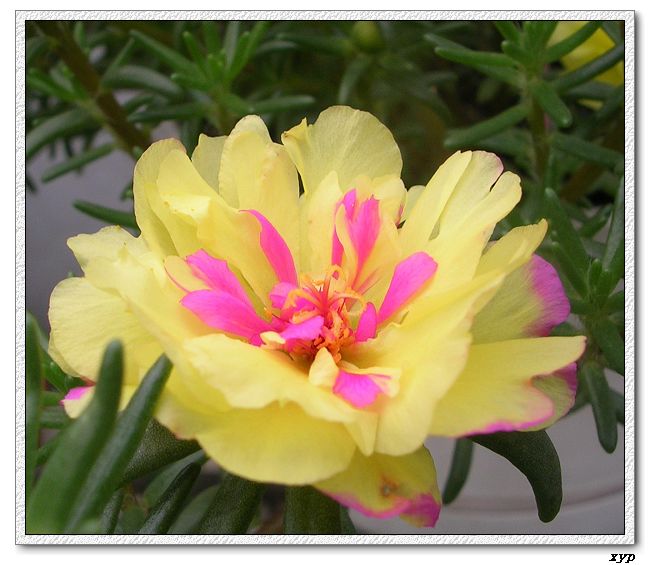 ���ĵ�̫����