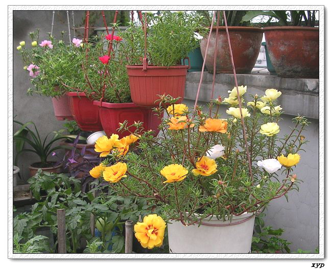 ���ĵ�̫����