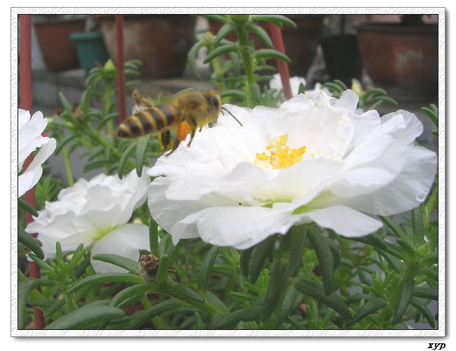 ���ĵ�̫����