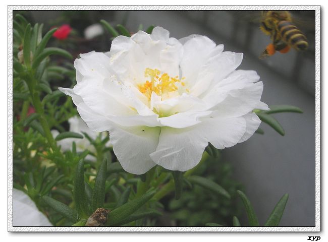 ���ĵ�̫����