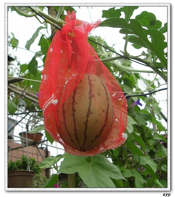 ���ֵ�����