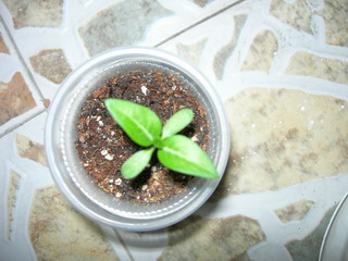 [ԭ��]���մ���ţţ�ɳ��ǣ����ϸ����У�