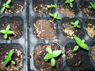 [ԭ��]���մ���ţţ�ɳ��ǣ����ϸ����У�