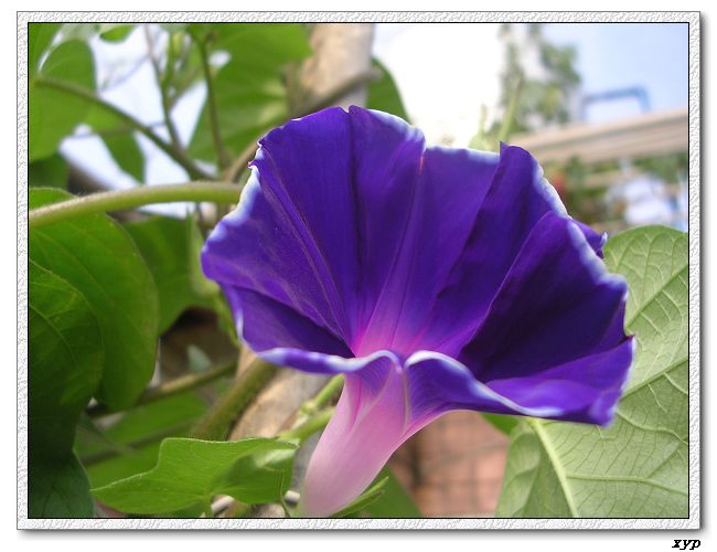 �����ţȺ(��Сţ��)