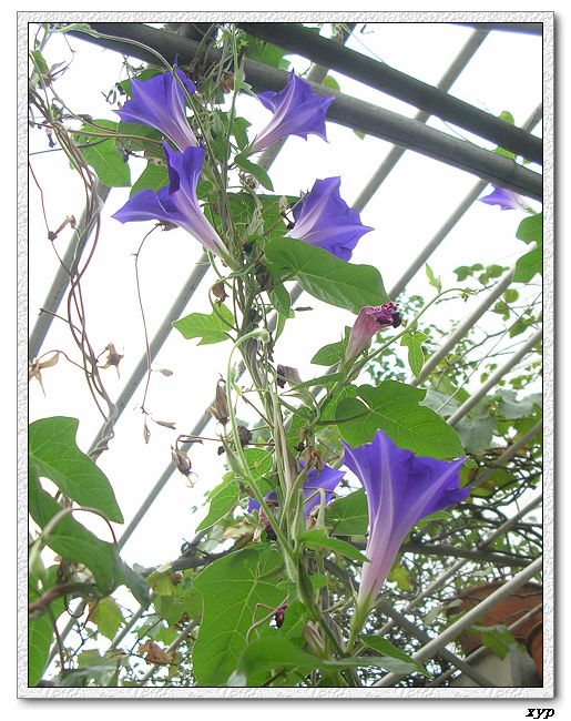 �����ţȺ(��Сţ��)