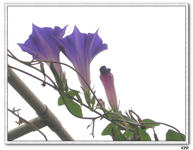 �����ţȺ(��Сţ��)