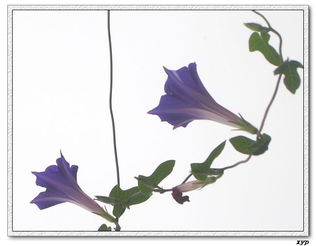 �����ţȺ(��Сţ��)