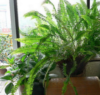 [ԭ��]�ҵĻ���