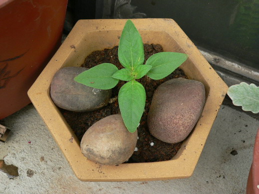 [ԭ��]�ҵĻ���