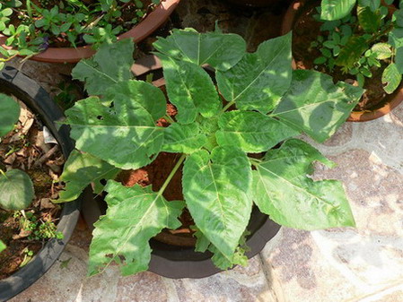 [ԭ��]�ҵĻ���