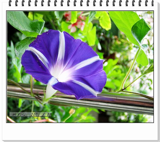 ���ȵ���������..P7,�ɿ���ţ~