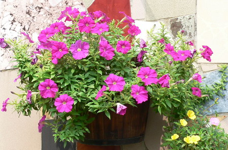 [ԭ��]�ҵĻ���