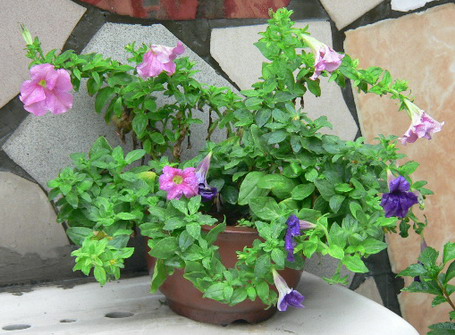 [ԭ��]�ҵĻ���