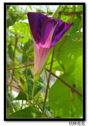 �Ҽҵ�¶̨��P5.P6���£�