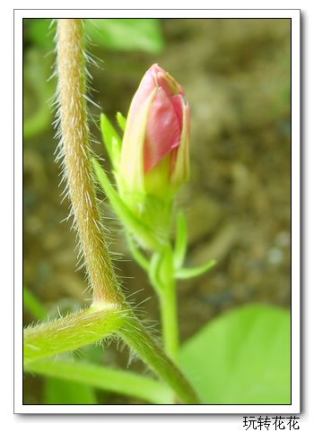 �Ҽҵ�¶̨��P5.P6���£�