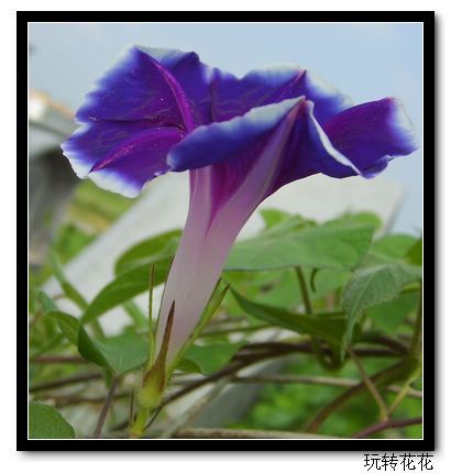 7�·�ţ��P5.P6���£�