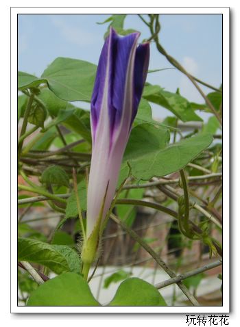 7�·�ţ��P5.P6���£�