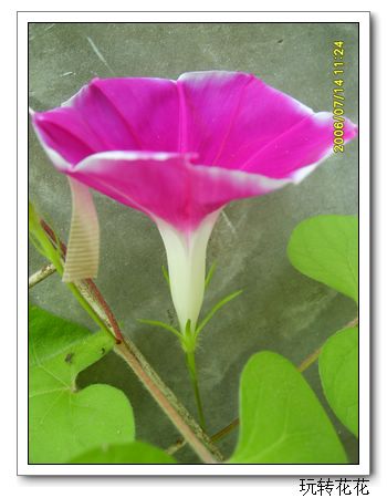 7�·�ţ��P5.P6���£�