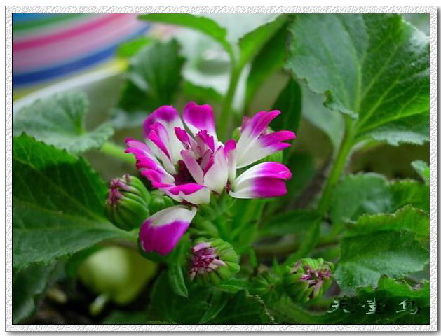 ��Ӱ��Ʒ�����������ң�