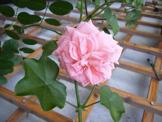 7��13��  �˺ӱ��ϵ��Ƕ�  P22  ����   *-*����Ļ�԰*-*