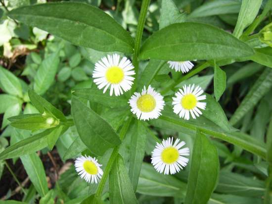 7��13��  �˺ӱ��ϵ��Ƕ�  P22  ����   *-*����Ļ�԰*-*