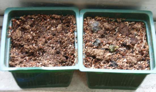 ����ͩ��ͷ��������ƶ�