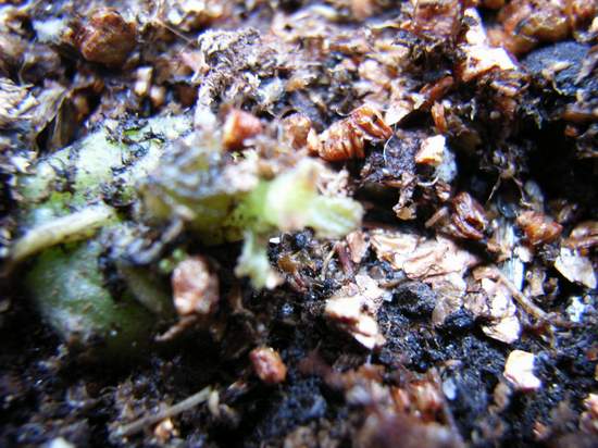 ����ͩ��ͷ��������ƶ�