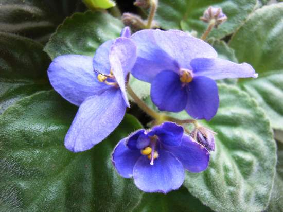 5��2��  �������æµ  ���� *�������԰*