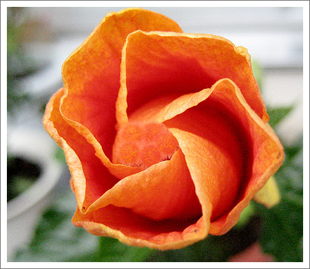 �����ķ�ɣ(�ڶ���)