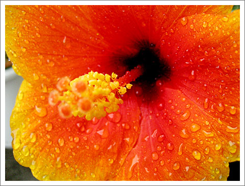 �����ķ�ɣ(�ڶ���)