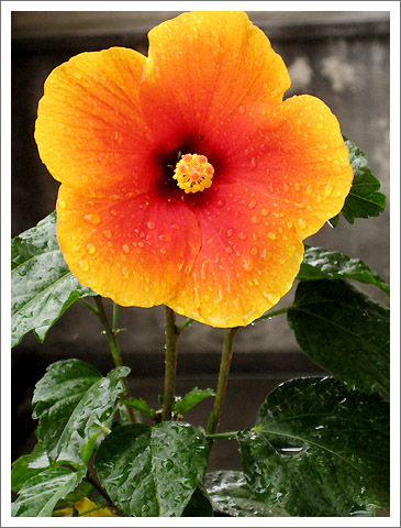 �����ķ�ɣ(�ڶ���)