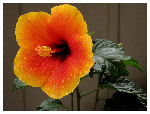 �����ķ�ɣ(�ڶ���)