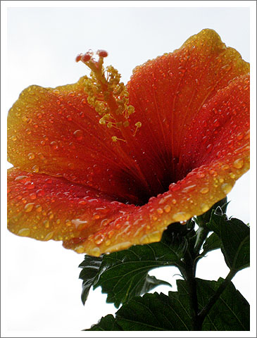 �����ķ�ɣ(�ڶ���)