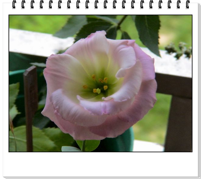 06��һЩ����--�ٺϡ����ˡ�����è