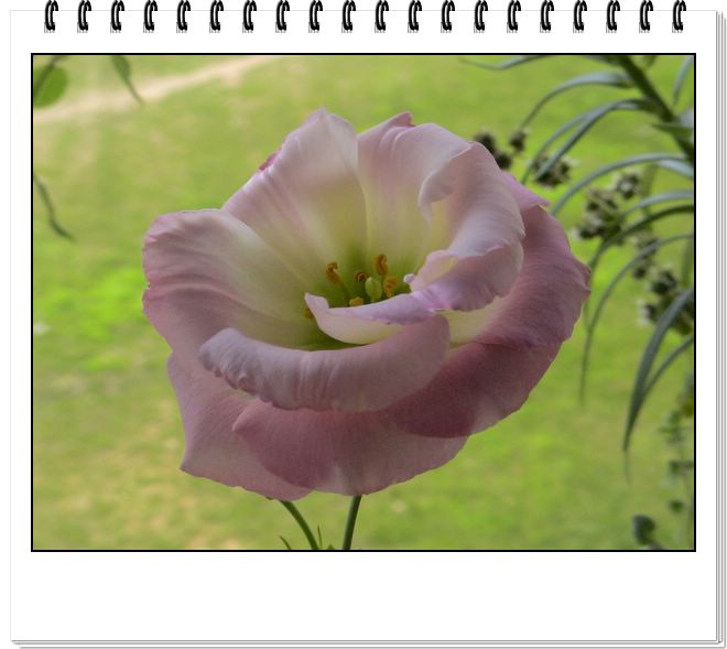 06��һЩ����--�ٺϡ����ˡ�����è