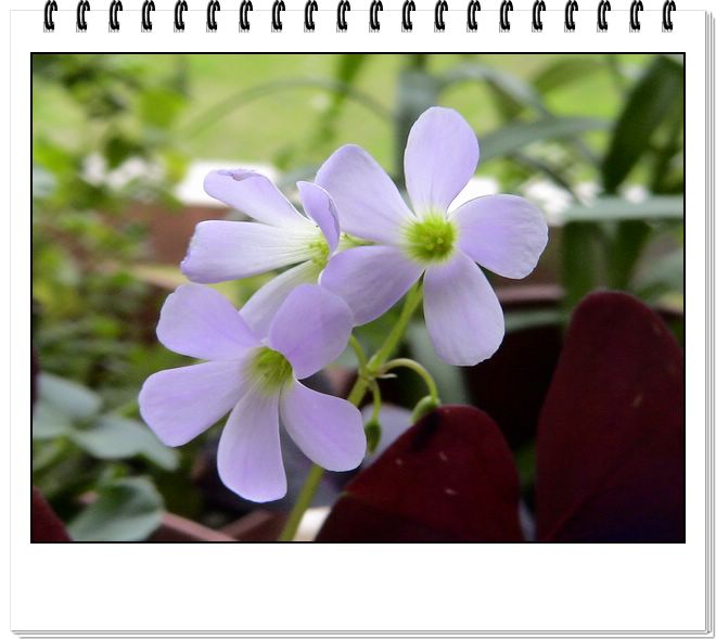 06��һЩ����--�ٺϡ����ˡ�����è