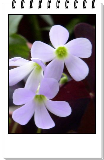 06��һЩ����--�ٺϡ����ˡ�����è