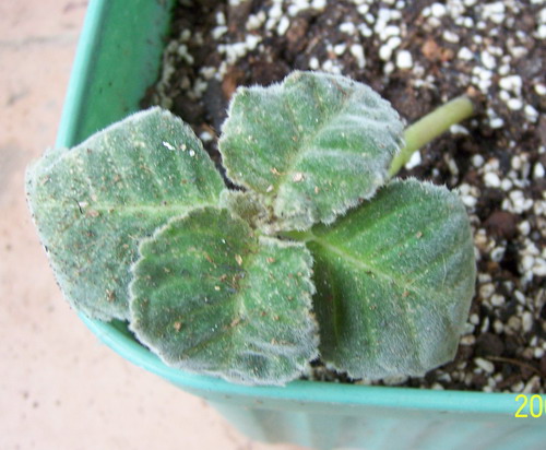 ����ͩ��ͷ��������ƶ�