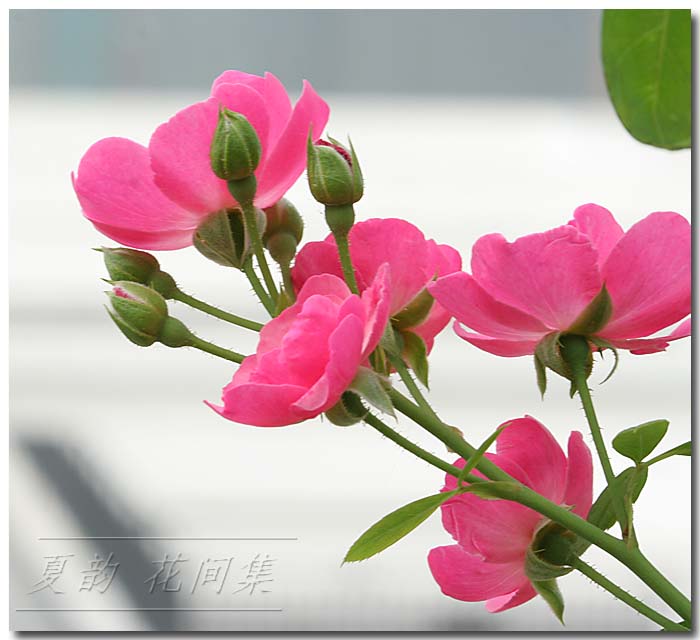 ���伯------�ҵ��¼���԰