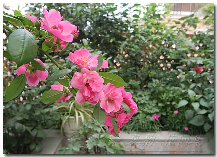 ���伯------�ҵ��¼���԰