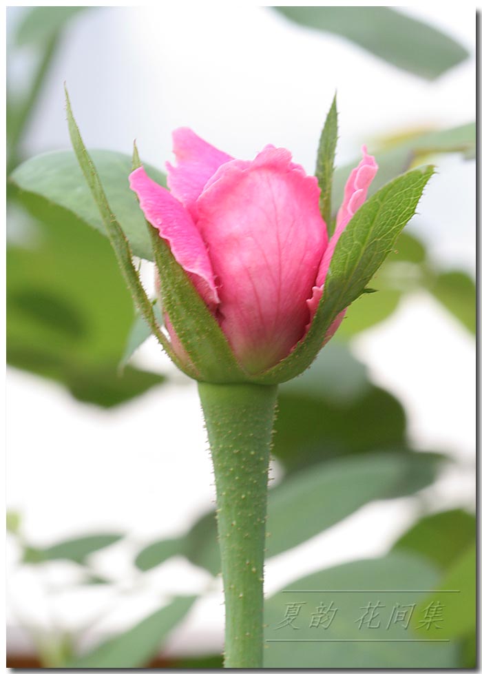 ���伯------�ҵ��¼���԰