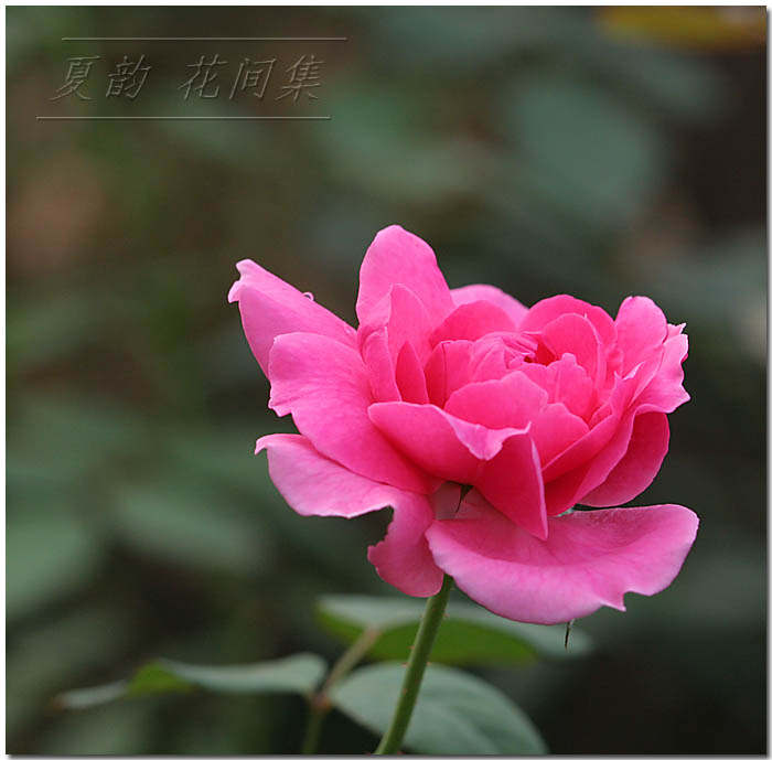 ���伯------�ҵ��¼���԰