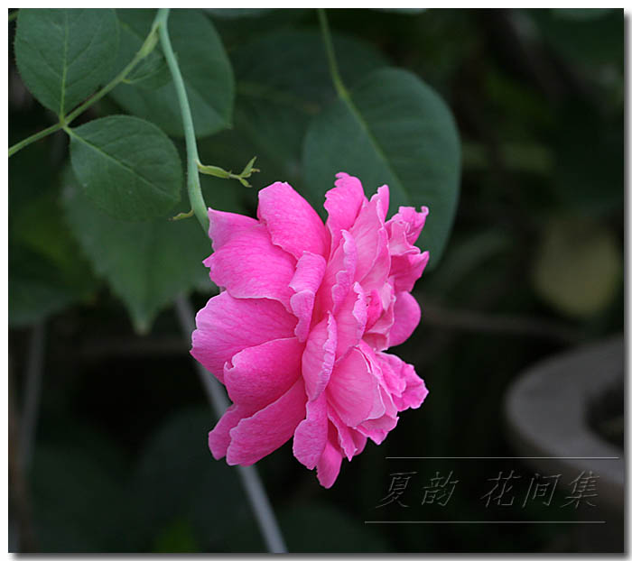 ���伯------�ҵ��¼���԰