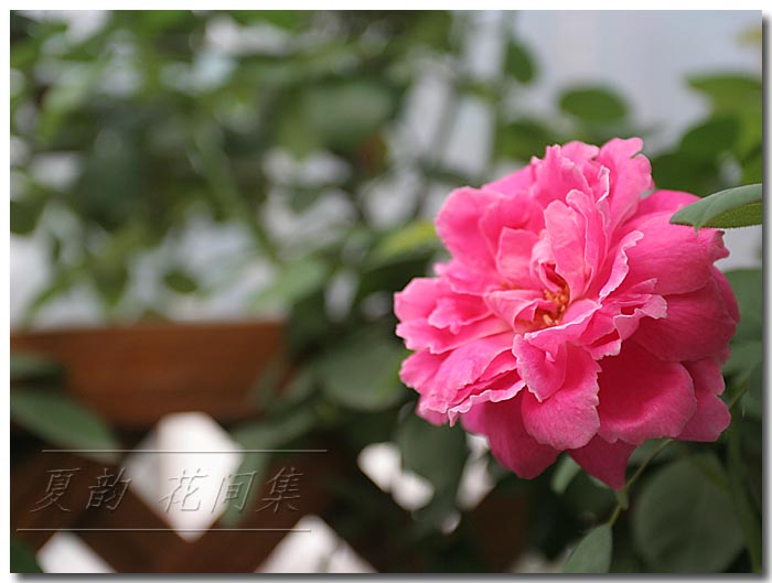 ���伯------�ҵ��¼���԰