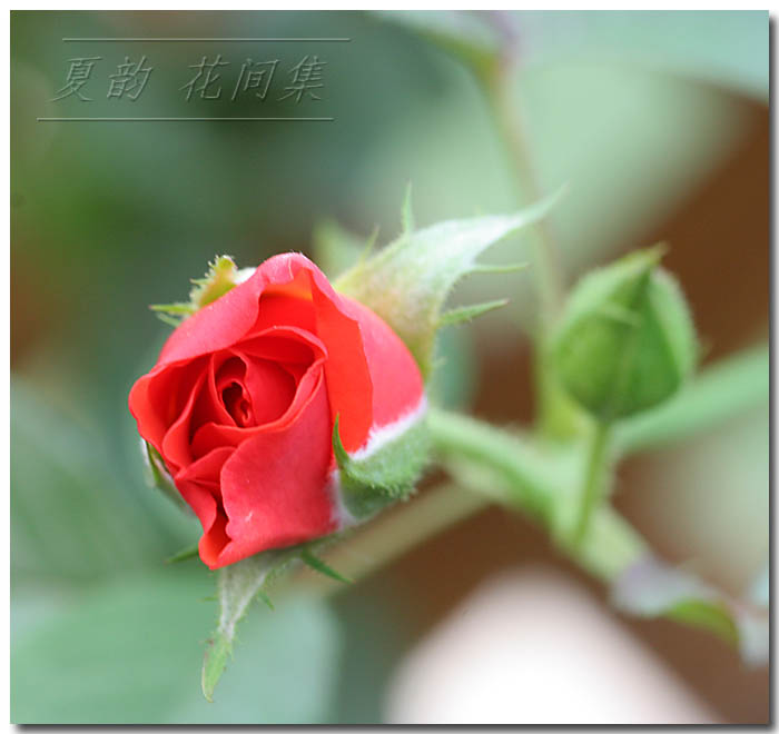 ���伯------�ҵ��¼���԰