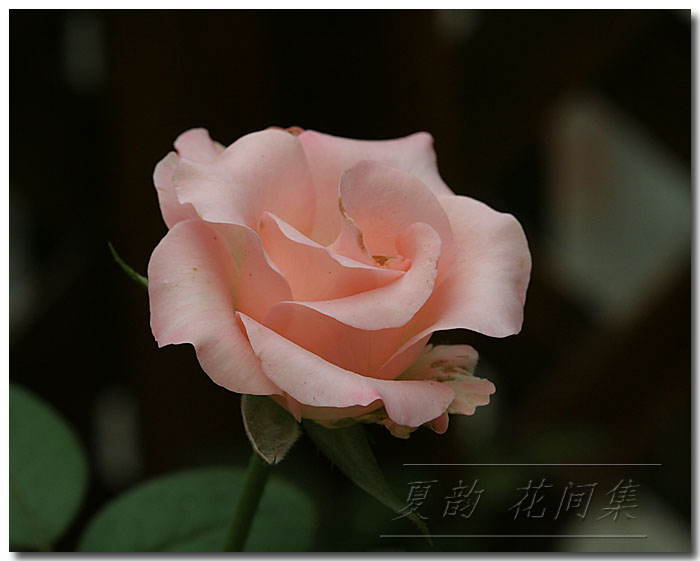 ���伯------�ҵ��¼���԰